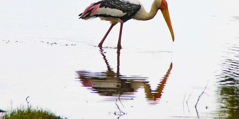 All-Inclusive Minneriya National Park Afternoon Safari - The three-hour jeep drive
