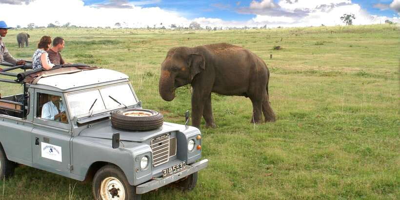 All-Inclusive Minneriya National Park Afternoon Safari - Why the afternoon safari makes sense