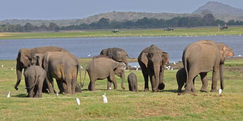 All-Inclusive Minneriya National Park Afternoon Safari - Entering Minneriya’s 8,889-hectare park