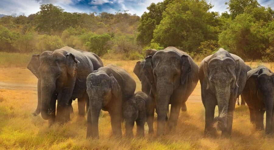 All-Inclusive Minneriya National Park Afternoon Safari - Watching elephants from the safari jeep