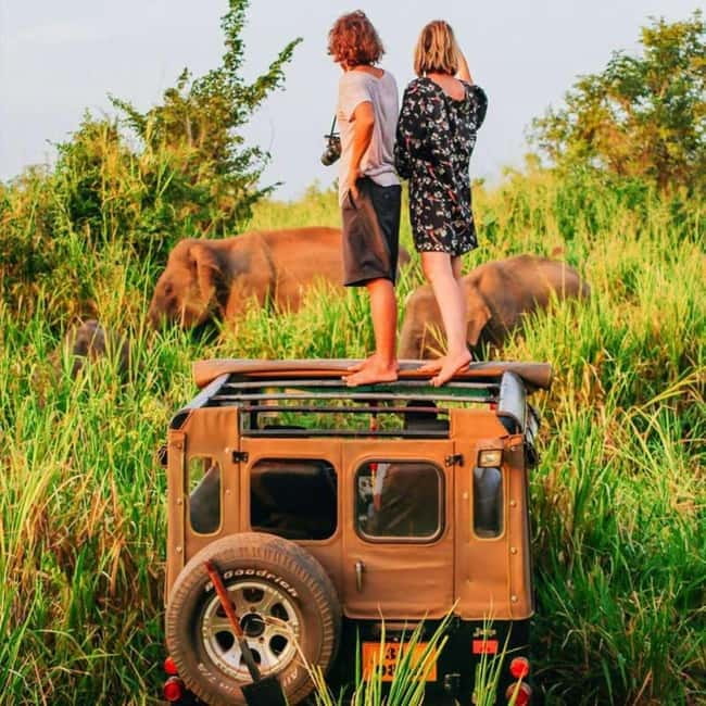 All-Inclusive Minneriya National Park Afternoon Safari - Purple-faced Langurs and Toque Macaques