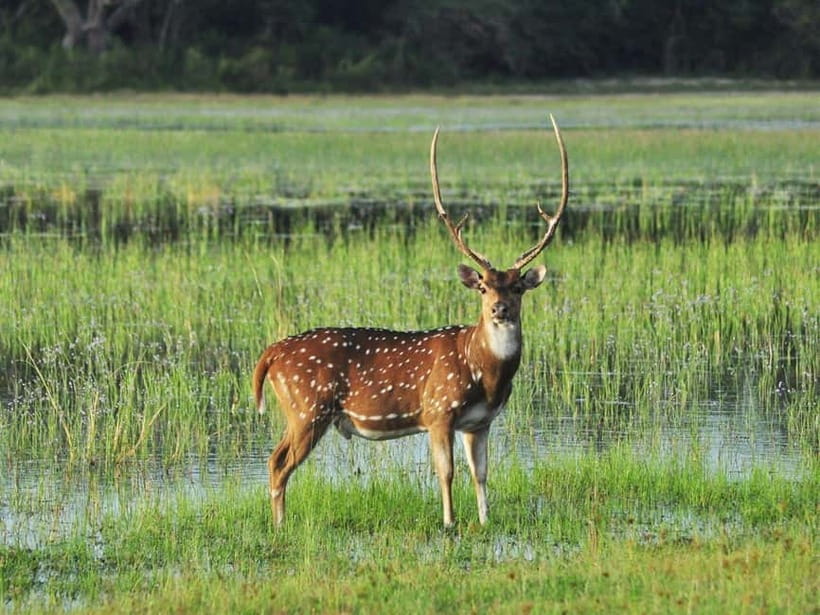 All-Inclusive Minneriya National Park Afternoon Safari - Leopards, sloth bears, crocodiles, and pythons