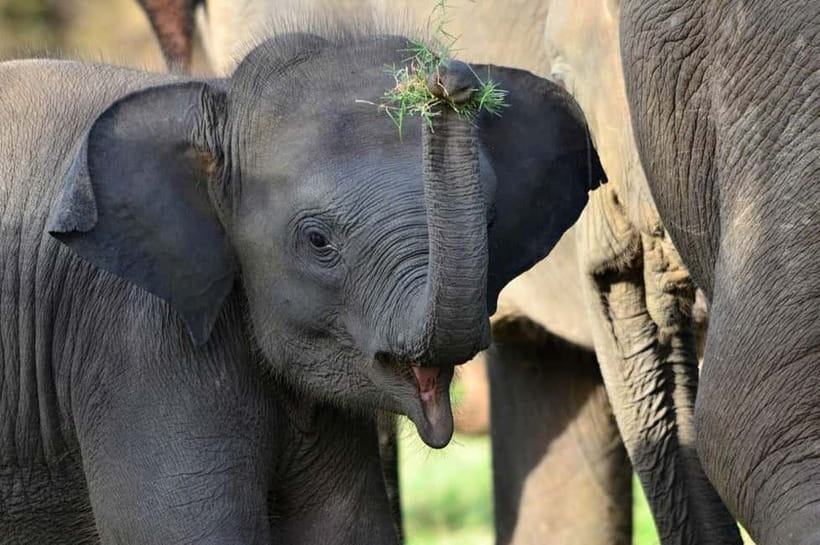 All-Inclusive Minneriya National Park Afternoon Safari - When the park may change to Kaudulla