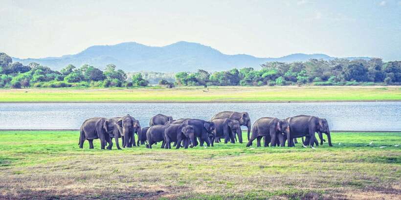 All-Inclusive Minneriya National Park Afternoon Safari - What the $95 price includes