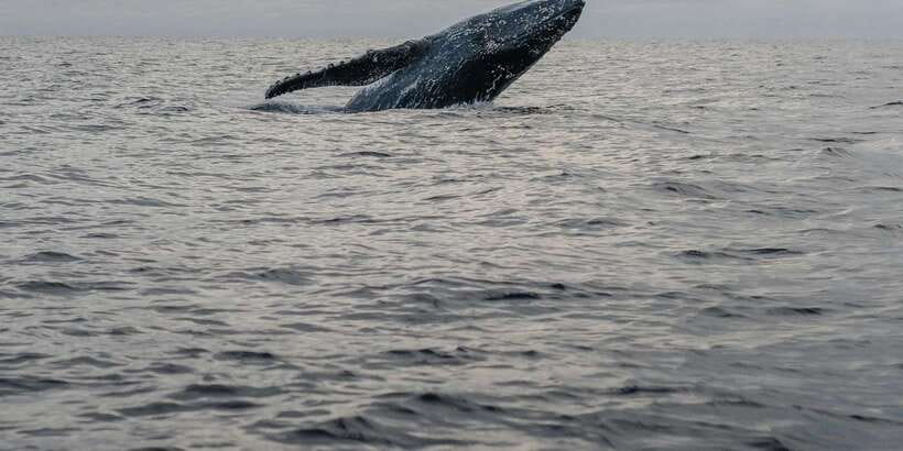 All Inclusive Mirissa Whale and Dolphin Watching Boat Ride - Should you book the Mirissa whale and dolphin ride?