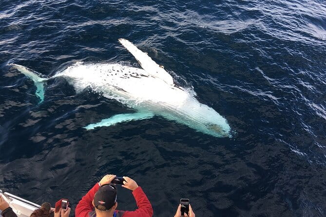 All Inclusive Mirissa Whale and Dolphin Watching Boat Ride - The first two hours on the Indian Ocean