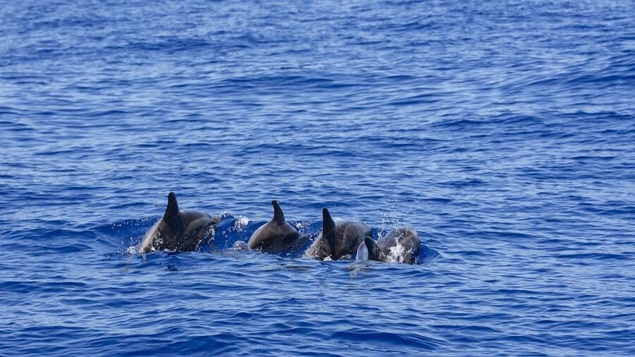 All Inclusive Mirissa Whale & Dolphin Watching + Snorkeling - Guide service and the human side of the day