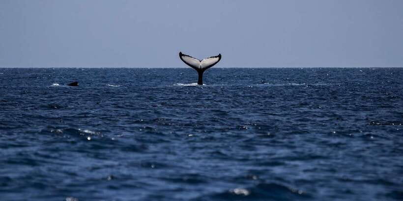 All Inclusive Mirissa Whale & Dolphin Watching + Snorkeling - A 45-minute Sri Lankan lunch in Mirissa