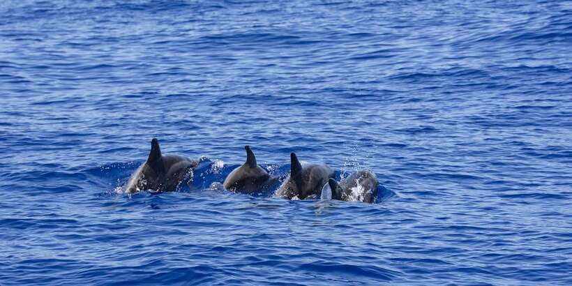 All Inclusive Mirissa Whale & Dolphin Watching + Snorkeling - The timing deserves a careful look