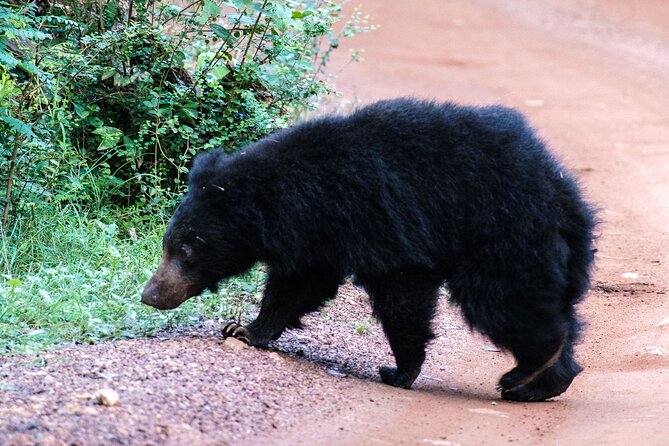 All Inclusive Private Full Day Safari in Yala National Park with Lunch - Why a full day in Yala can be worth the time