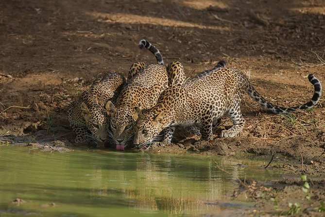 All Inclusive Private Full Day Safari in Yala National Park with Lunch - What the private jeep adds to the $163 price