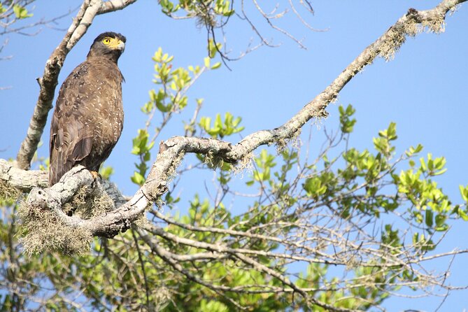 All Inclusive Private Full Day Safari in Yala National Park with Lunch - Who will enjoy this 12-hour-30-minute safari