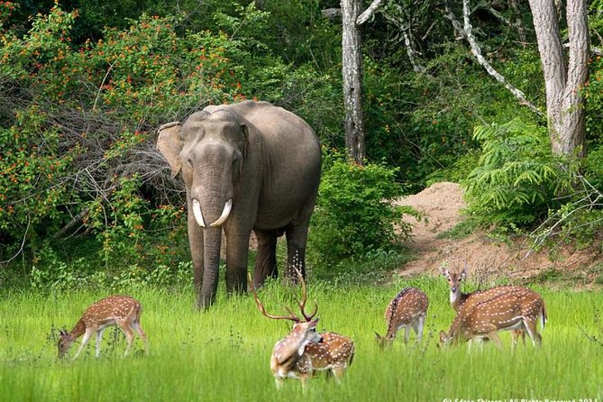 All inclusive Private jeep safari at Yala National park - A very long day from Colombo to Yala