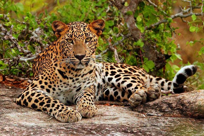 All inclusive Private jeep safari at Yala National park - Four hours among Yala’s forests and lagoons