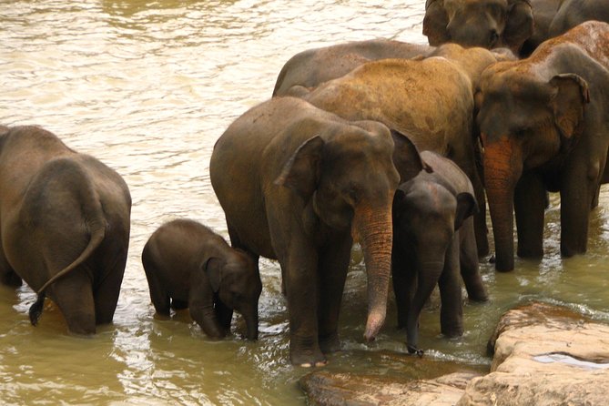 All inclusive Private safari at Wilpattu National park from Negombo - Inside Wilpattu: willus, forest, and wildlife searches