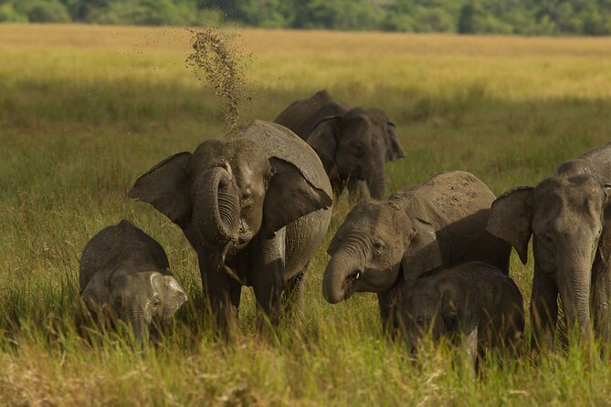 All Inclusive Private Safari in Minneriya National Park - Why Minneriya is famous for elephants