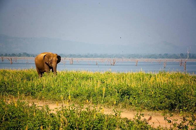 All Inclusive Private Safari in Minneriya National Park - Pickup towns and who will find it easiest