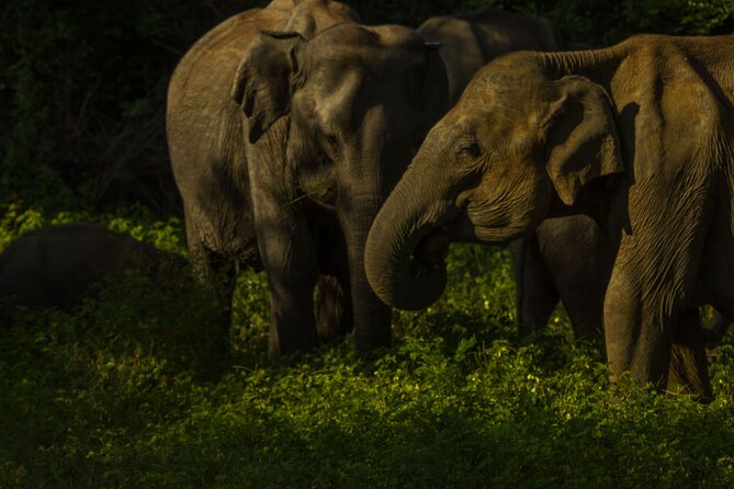 All Inclusive Private Safari in Minneriya National Park - The 2:00 P.M. pickup keeps the day manageable