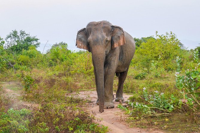 All Inclusive Udawalawa National Park Day Tour From Negombo - Key points to know before booking