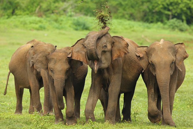 All Inclusive Udawalawa National Park Day Tour From Negombo - Why Udawalawe makes sense from Negombo