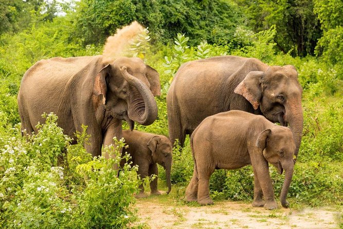 All Inclusive Udawalawa National Park Day Tour From Negombo - Reaching Udawalawe National Park