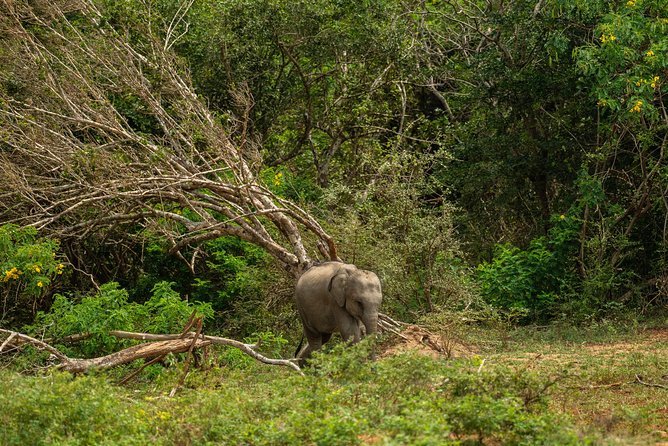 All Inclusive Udawalawa National Park Day Tour From Negombo - What the wildlife portion is really like