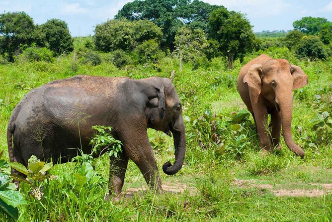 All Inclusive Udawalawa National Park Day Tour From Negombo - Lunch, water, and the human side of the day