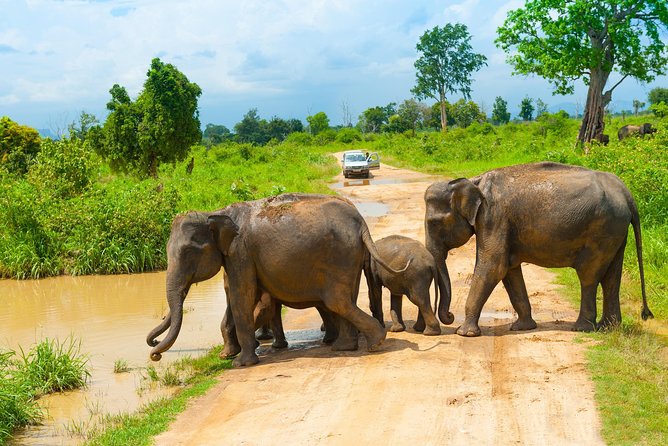 All Inclusive Udawalawa National Park Day Tour From Negombo - Is $275 per person good value?