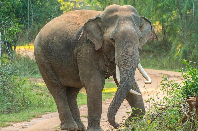 All Inclusive Udawalawa National Park Day Tour From Negombo - Booking, weather, and cancellation details