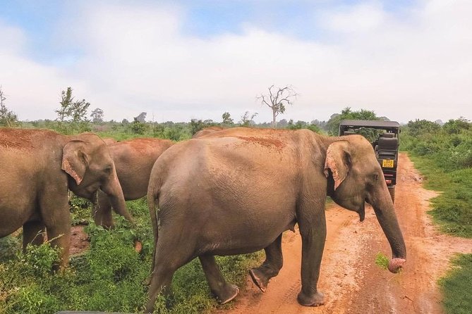 All Inclusive Udawalawa National Park Day Tour From Negombo - The 6:00 am pickup and private road journey