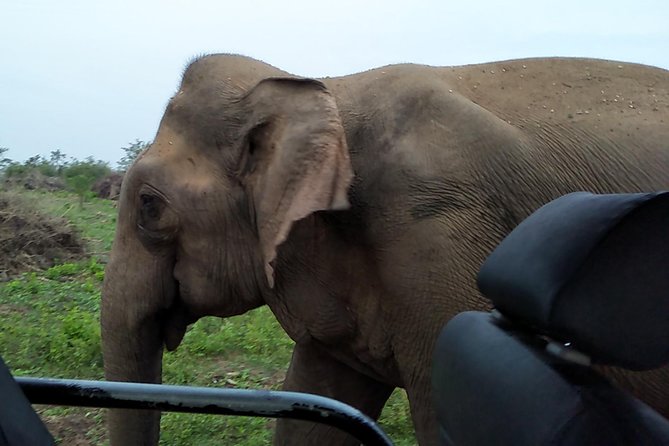 All Inclusive Udawalawe National Park Safari Day Tour from Colombo and Negombo - Why Udawalawe works as a day safari