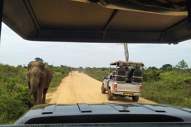 All Inclusive Udawalawe National Park Safari Day Tour from Colombo and Negombo - Booking, timing, and cancellation advice