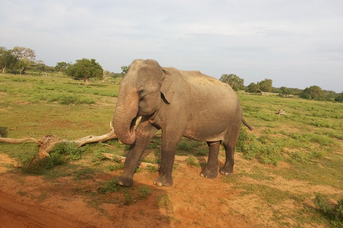 All Inclusive Udawalawe National Park Safari Day Tour from Colombo and Negombo - The early road from Colombo or Negombo