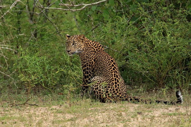 All Inclusive Wilpattu National Park Day Tour From Anuradhapura - Why Wilpattu Works as a Day Trip From Anuradhapura