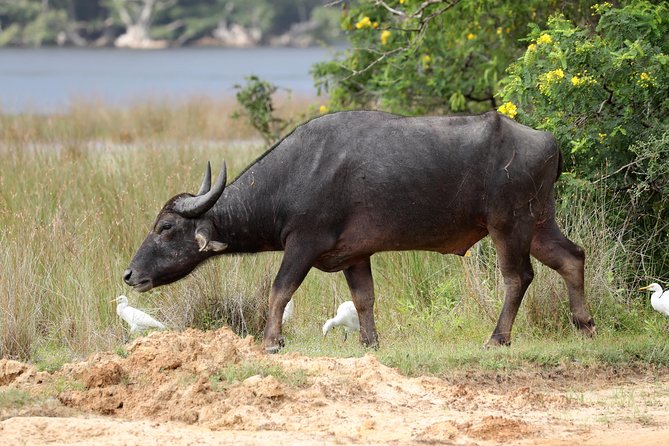 All Inclusive Wilpattu National Park Day Tour From Anuradhapura - The 6:30 am Pickup Keeps the Day Simple