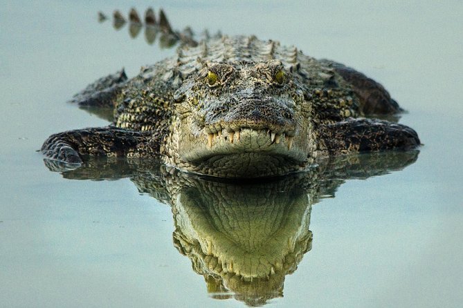 All Inclusive Wilpattu National Park Day Tour From Anuradhapura - A Sri Lankan Rice and Curry Lunch Makes the Day Feel Local