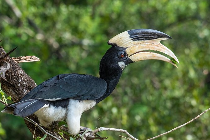 All Inclusive Wilpattu National Park Day Tour From Anuradhapura - The Main Drawback: Nature Does Not Follow the Schedule