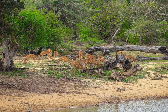 All Inclusive Yala National Park Jeep Safari from Colombo - Lunch, water, and the all-inclusive price