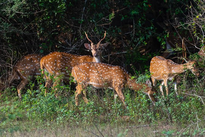 All Inclusive Yala National Park Jeep Safari from Colombo - Custom stops and the private-tour advantage