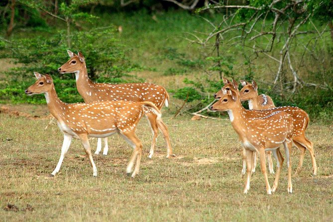 All Inclusive Yala National Park Jeep Safari from Colombo - Who should choose this Yala safari?
