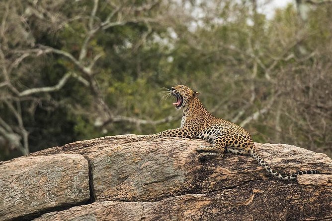 All Inclusive Yala National Park Jeep Safari from Colombo - Practical questions to settle before departure