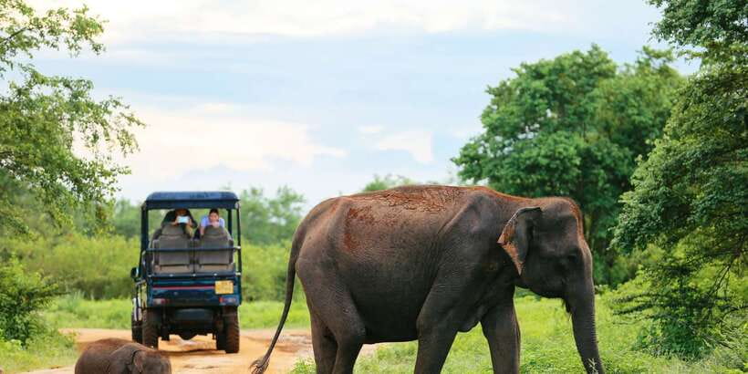 All inclussive Udawalawa National Park Safari From Colombo - Key points to know before you book