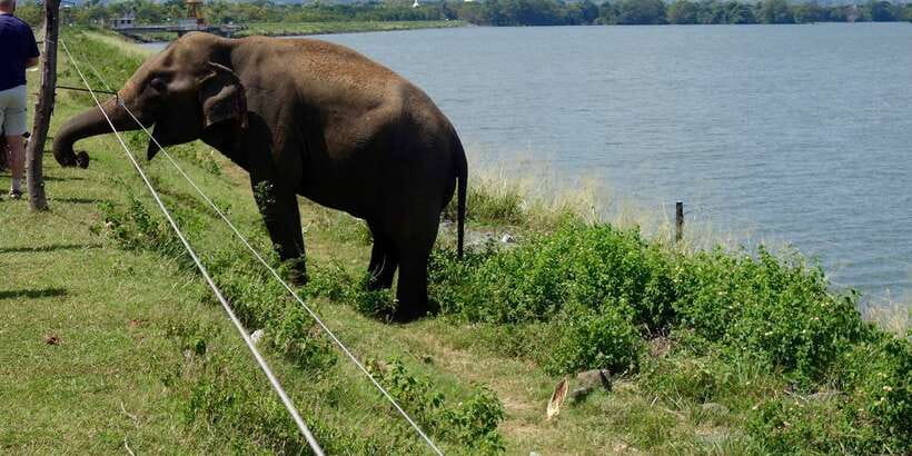 All inclussive Udawalawa National Park Safari From Colombo - Should you book the Udawalawe safari from Colombo?