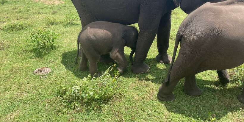 All inclussive Udawalawa National Park Safari From Colombo - Why Udawalawe makes a good safari choice