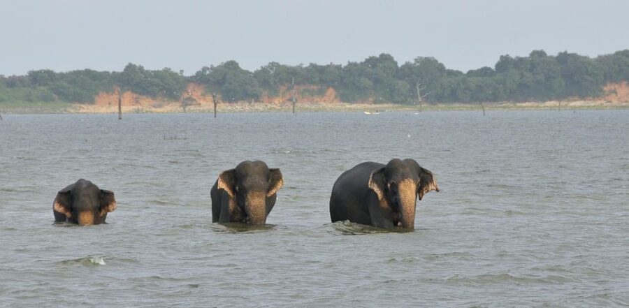 All inclussive Udawalawa National Park Safari From Colombo - Guide quality and communication