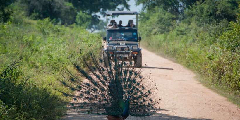 All inclussive Udawalawa National Park Safari From Colombo - Who should book this day trip?