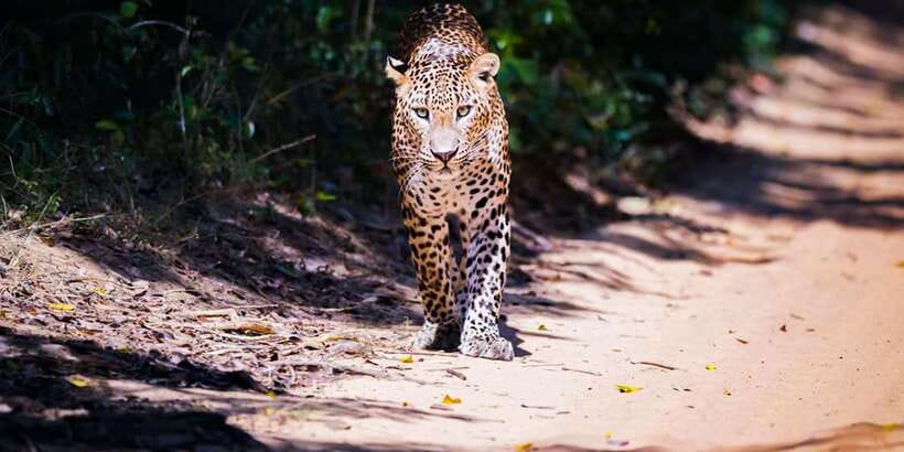 Anuradhapura: Full-Day Wilpattu All Inclusive Private Safari - Key points before you book