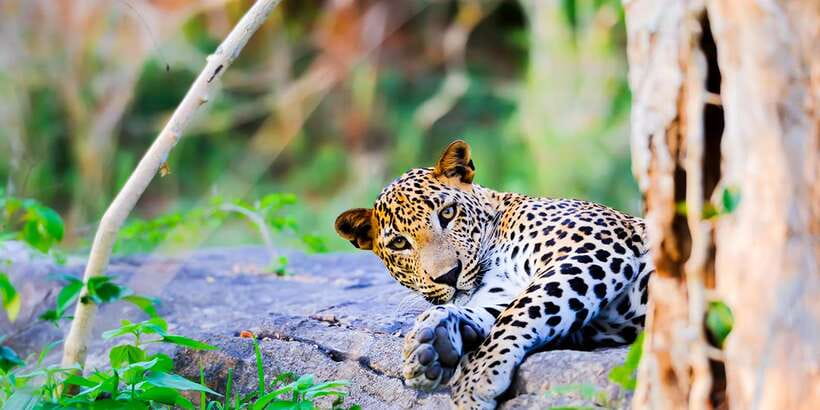 Anuradhapura: Full-Day Wilpattu All Inclusive Private Safari - Leaving Anuradhapura for Wilpattu