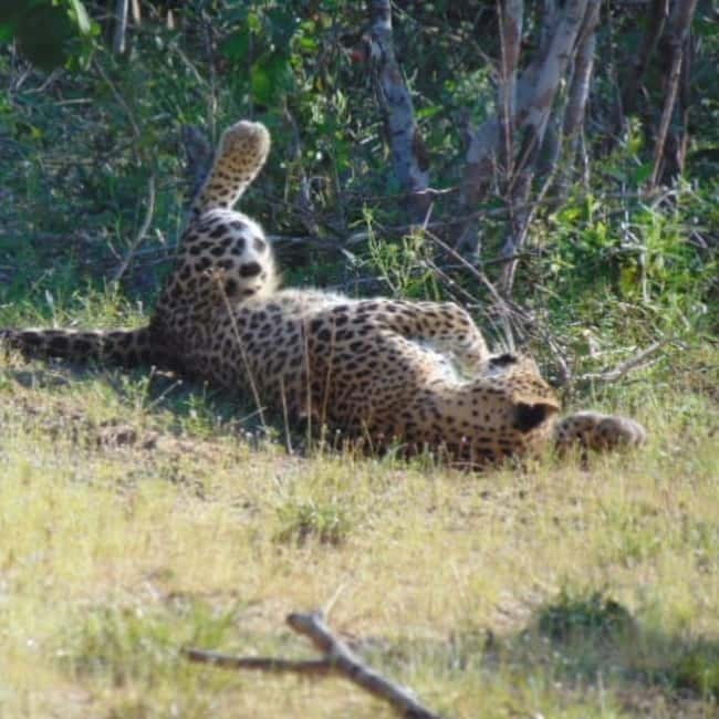 Anuradhapura: Full-Day Wilpattu All Inclusive Private Safari - Beyond leopards: what else you may see
