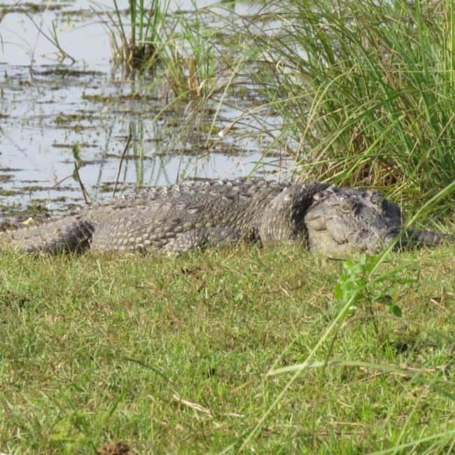 Anuradhapura: Full-Day Wilpattu All Inclusive Private Safari - What the afternoon is really like